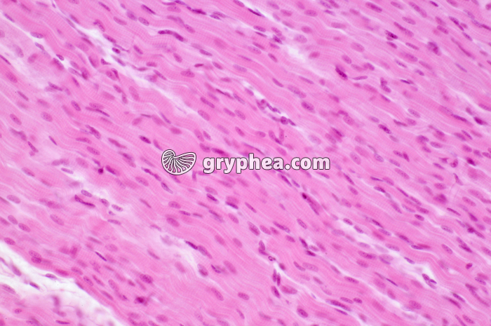 Mucle strié CL x100 - gryphea.com